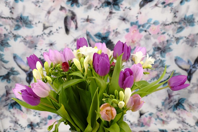 barevný tulipán