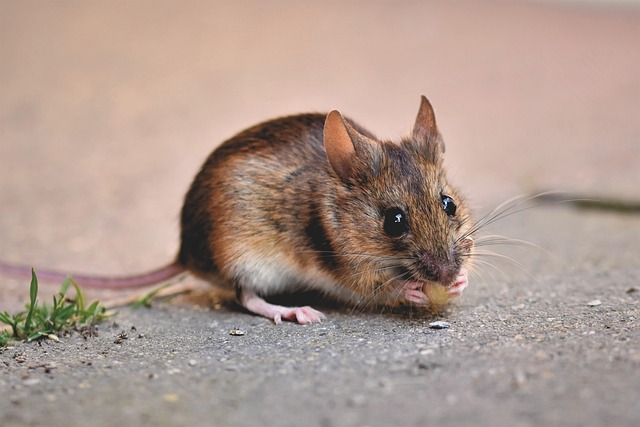 myška